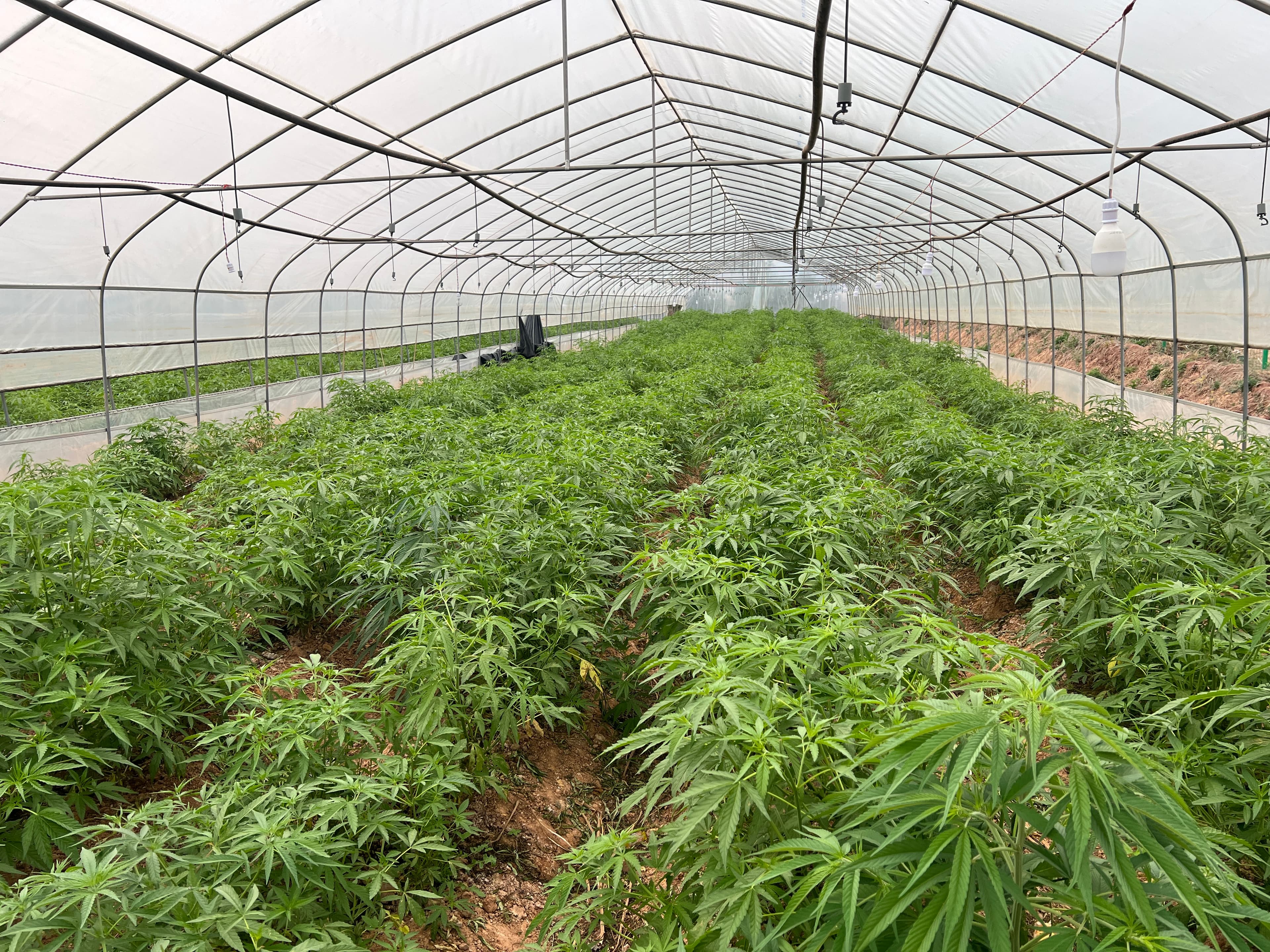 Hemp cultivation vegetative canopy
