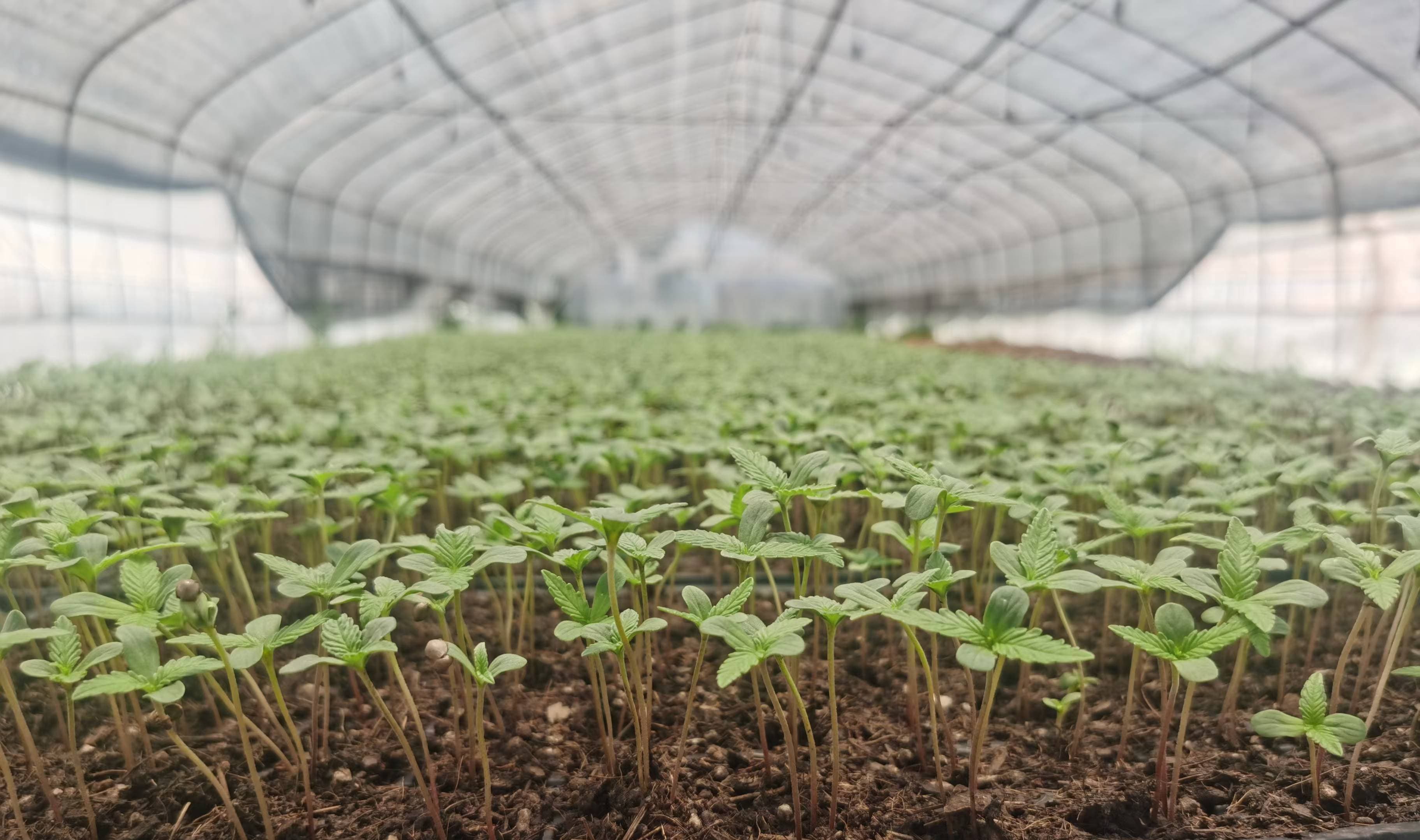 Vetrux industrial hemp seedling nursery center in Yunnan